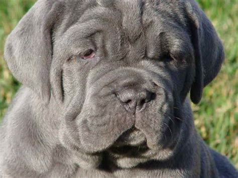 The median age at cancer diagnosis for <b>dogs</b> weighing roughly 165 pounds or more was 5 years, meaning half were diagnosed at a later age and half at a younger age. . Blue english mastiff puppies